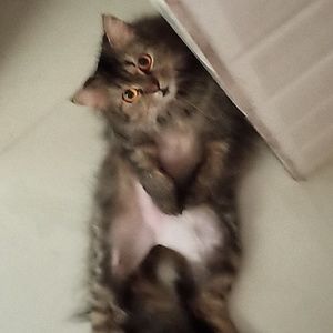 Meet your Posher, Shraddha